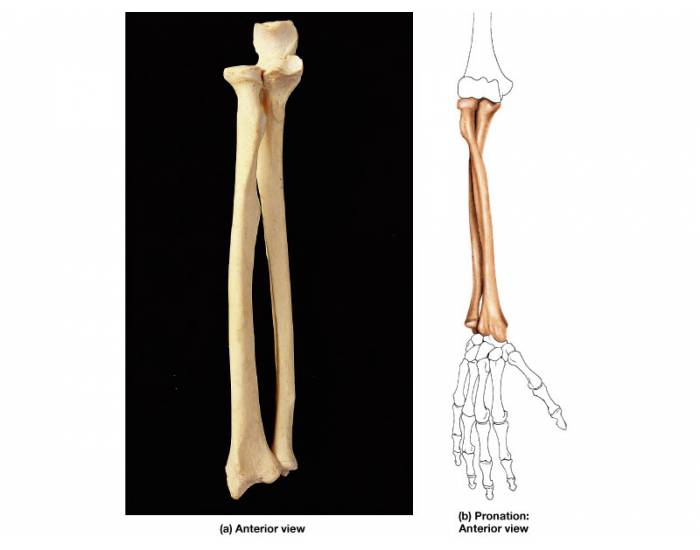 Предплечье на скелете. Лучевая кость анатомия скелет. Плечевая лучевая локтевая кость. Предплечье анатомия лучевая кость. Лучевая кость на руке анатомия.
