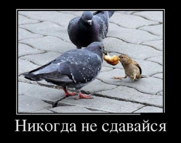 Картинки с надписью-Никогда не сдавайся (30 картинок) 😅 pichold.ru