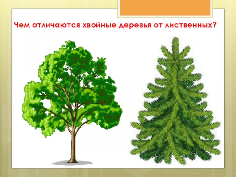 Главное отличие деревьев от других групп растений. Главное отличие деревьев от других групп растений