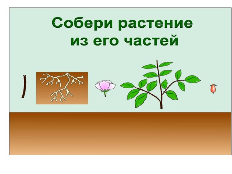 Картинка части растений. Собери части растений 1 класс. Собери части цветка 1 класс.