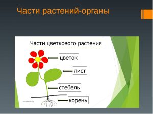 Части растения первый класс