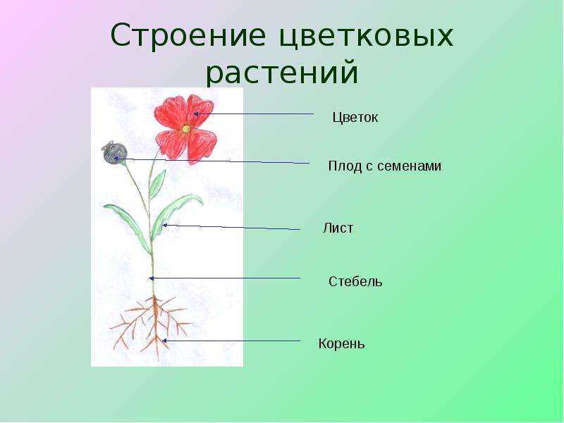Назовите органов цветковых растений. Строение цветка. Строение цветковых растений. Части цветкового растения. Строение цветка растения.