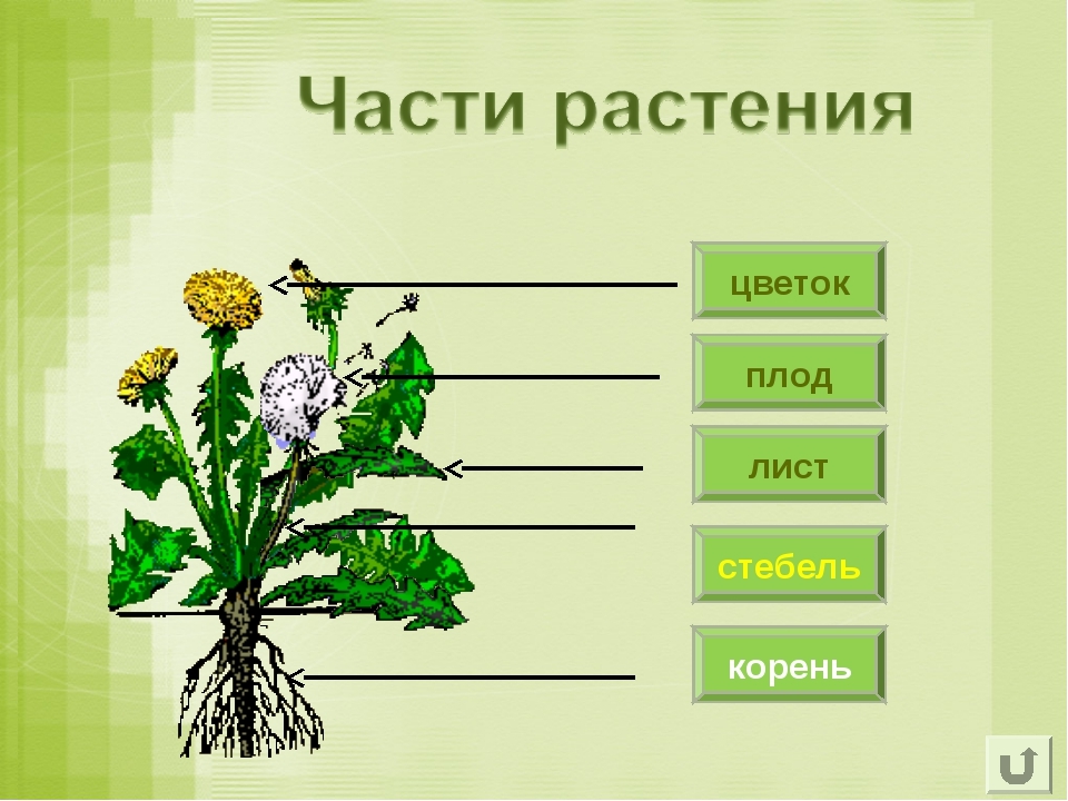 Трав и узнать какие. Части растения. Растения части растений. Строение растения. Название частей растения.