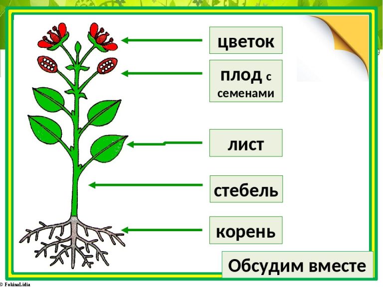 Схема окружающий мир 1 класс