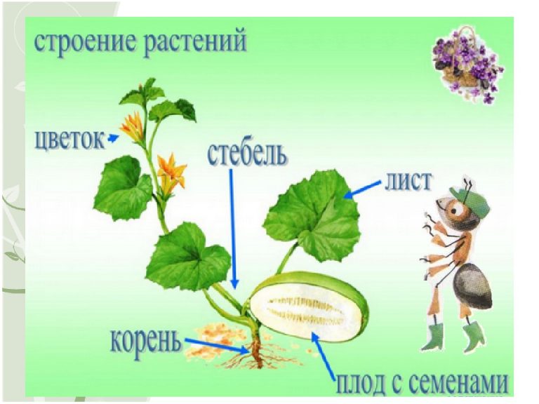 Объясни по рисунку что обозначают записи клубники