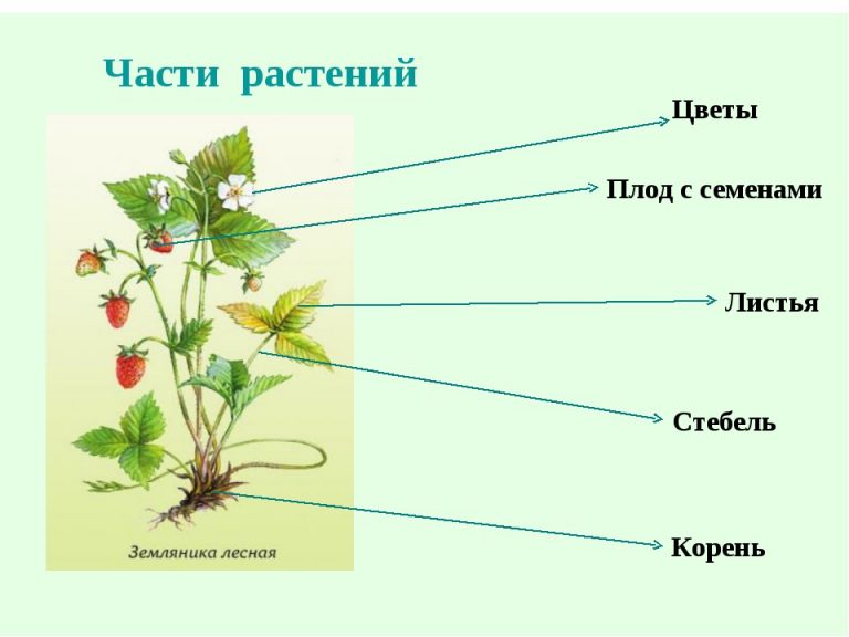 Схема строения клубники