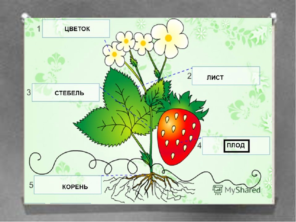 Окружающий мир 1 класс плешаков части растений. Строение растения. Части растения 1 класс. Иллюстрации с изображением частей растений. Части растений для детей.
