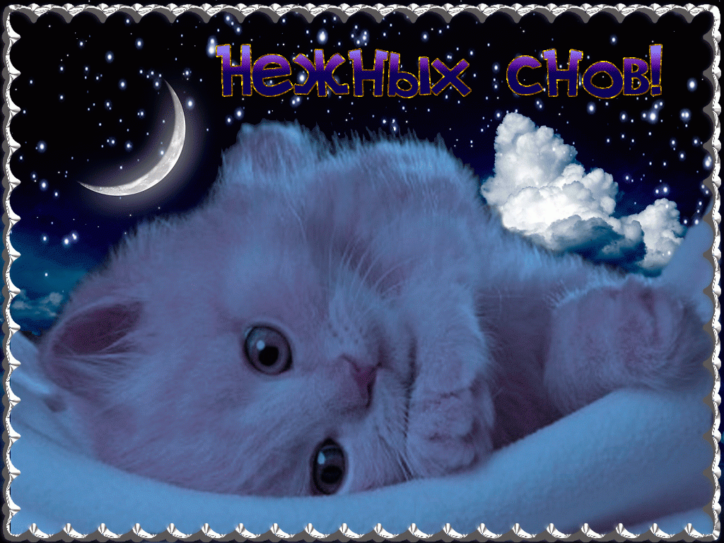 Кошечка моя спокойной ночи картинки