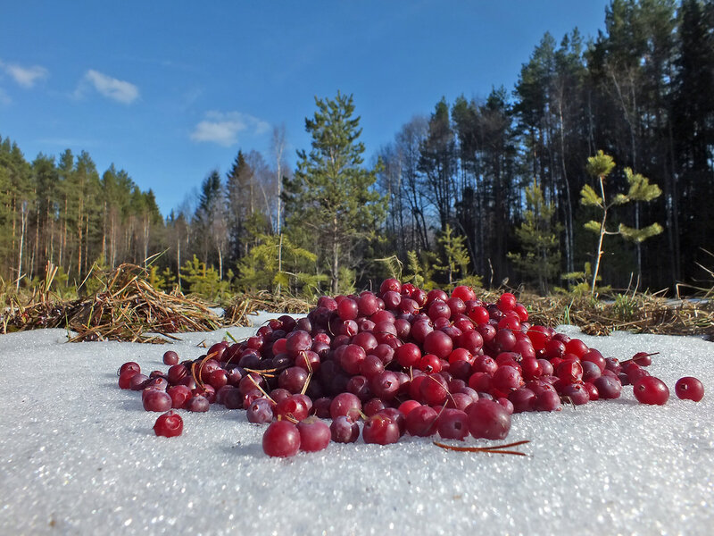 Полянка с брусникой