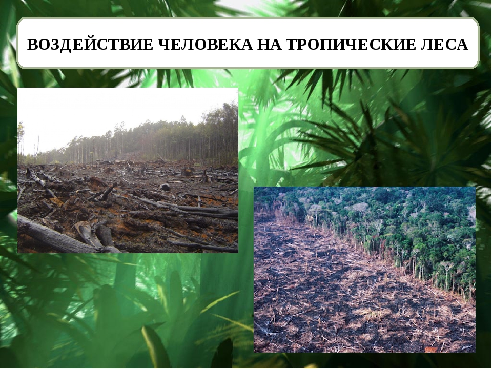 Проблема тропического леса. Воздействие человека на тропические леса. Проблема исчезновения тропических лесов. Тропические леса проблемы. Причины исчезновения тропических лесов.