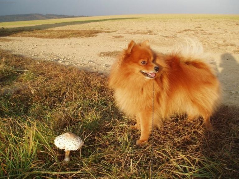 Немецкий миттельшпиц фото щенка и взрослого