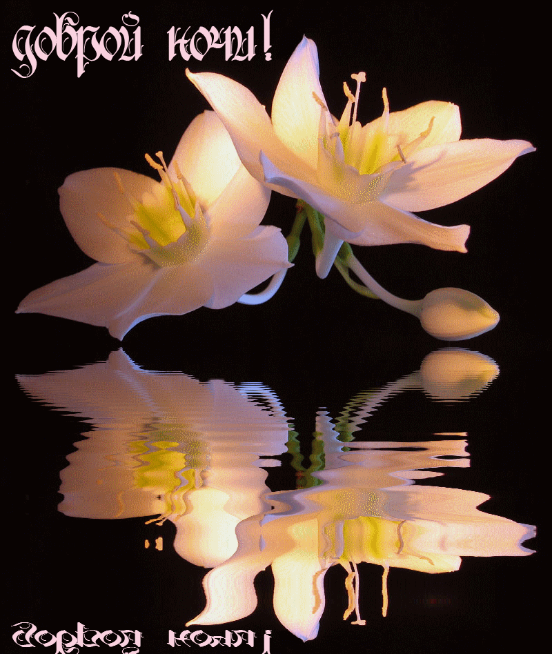 Спокойной ночи мартовской картинки красивые с надписью. Доброй ночи цветы. Спокойной ночи цветы. Цветы с пожеланием спокойной ночи. Цветы вечер.