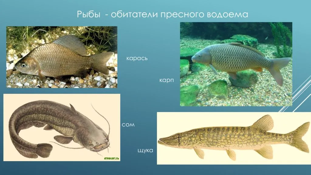 Рыбы обитатели водоемов 2 класс школа 21 века презентация