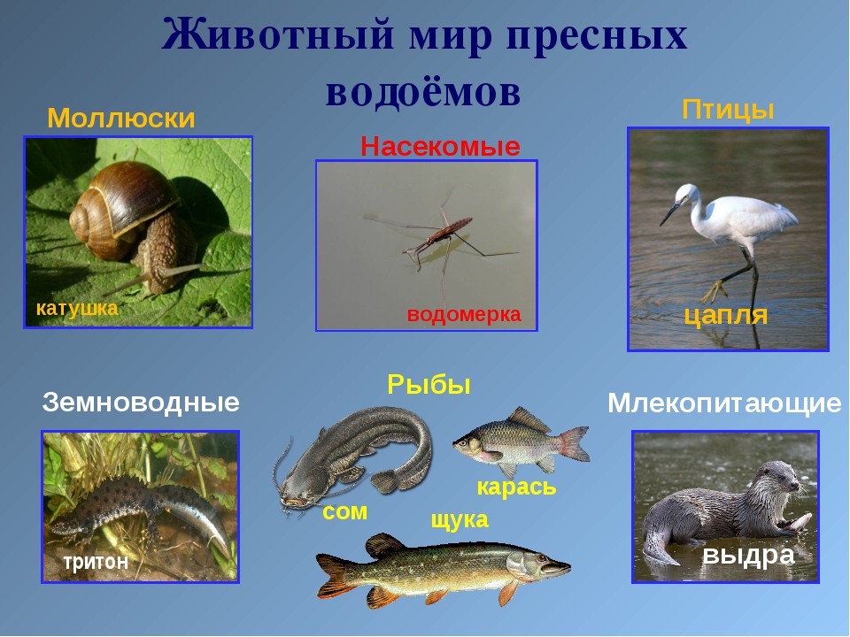 Картинка водоемы и их обитатели