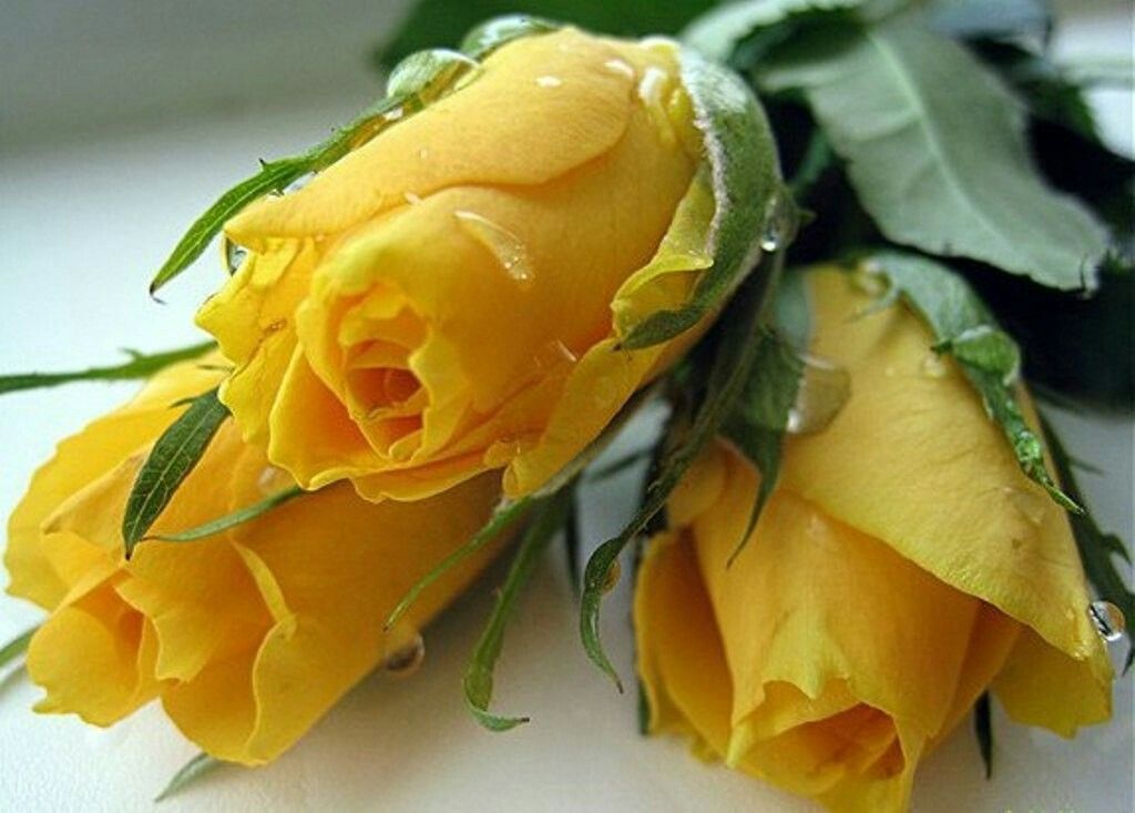 Открытка с желтыми розами. Букет желтых цветов. Желтые розы. С днем рождения желтые розы. Красивые желтые розы.