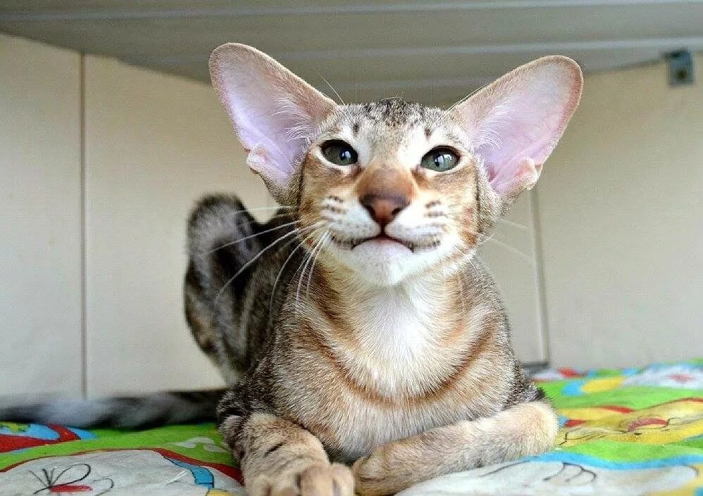 Порода ушастых котов