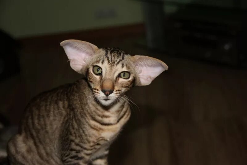 Ушастый кот порода Ориентал. Сфинкс Ориентал. Петерболд Ориентал. Ориентальная кошка.
