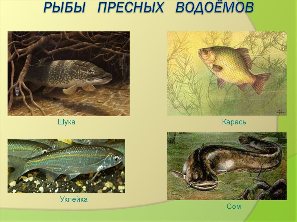 Обитатели водоемов 2 класс. Обитатели пресных водоемов. Обитатели пресеого водоёма. Животные обитающие в пресных водоемах. Рыбы обитающие в водоемах.