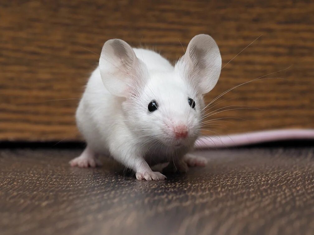 Средняя мышь. Крыса белая альбинос Дамбо. Сатиновая крыса Дамбо. Мышь. Мышонок.