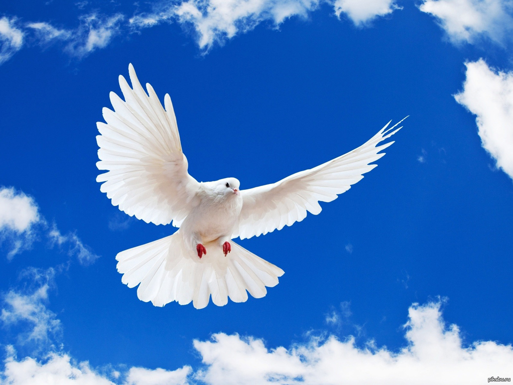 Открытки с добрым утром мирного неба. Белый голубь. Белая птица. Голуби в небе. Голубое небо с голубями.