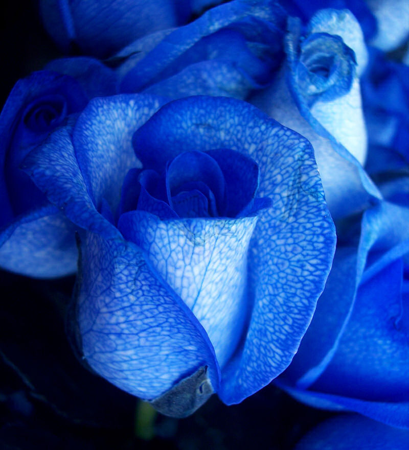 Голубые розы Сантори. Сапфир Блю цветы.