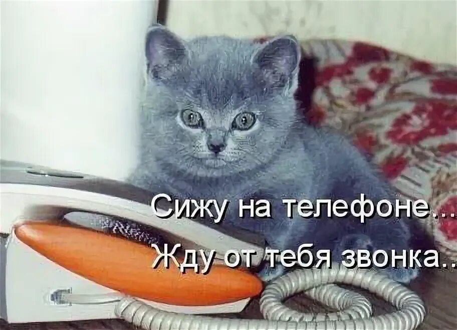 Не могу дозвониться всегда занято. Жду звонка. Кот ждет звонка. Жду от тебя звонка. Открытки позвони.