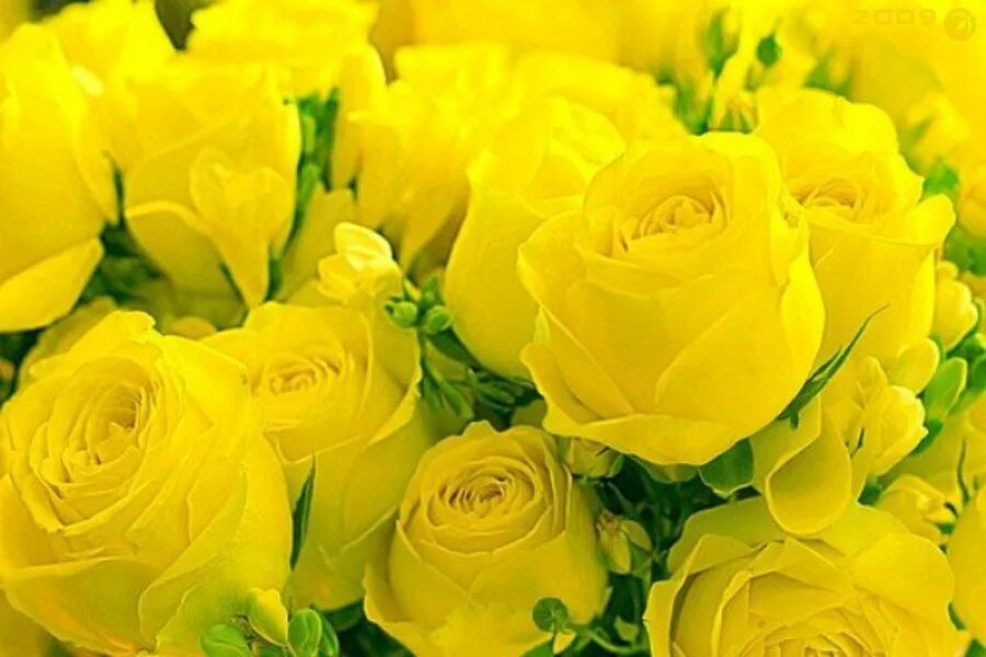 Желтые цветы которые дарят на 8. Желтые розы. Букет желтых цветов. Шикарный букет желтых роз.