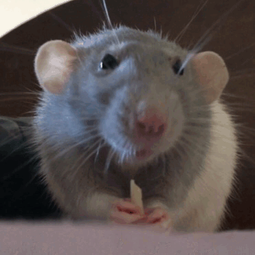 Крыса Дамбо Сиамская. Смешная мышь. Крыса улыбается. Мышка Живая.