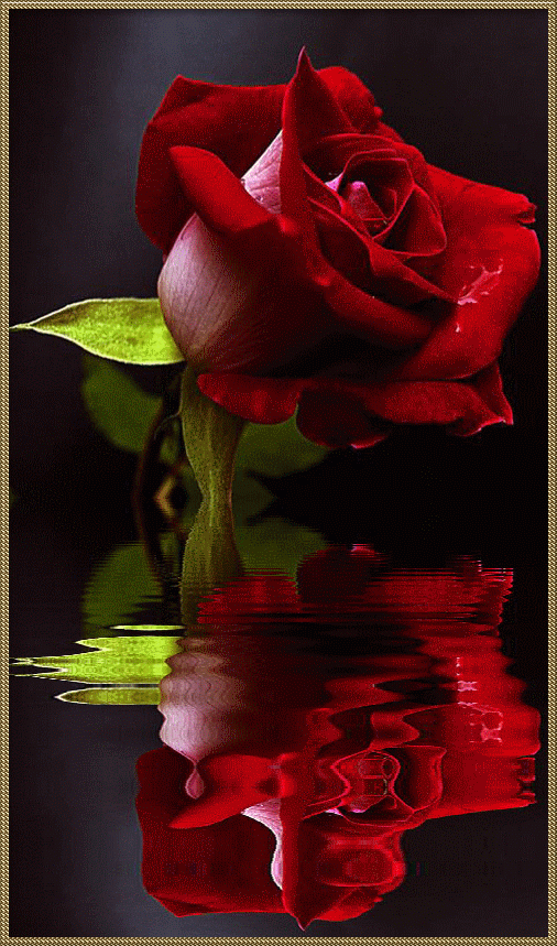 Красивая розы гиф. Анимированные цветы. Красивые розы. Розы гиф. Мерцающие красные розы.