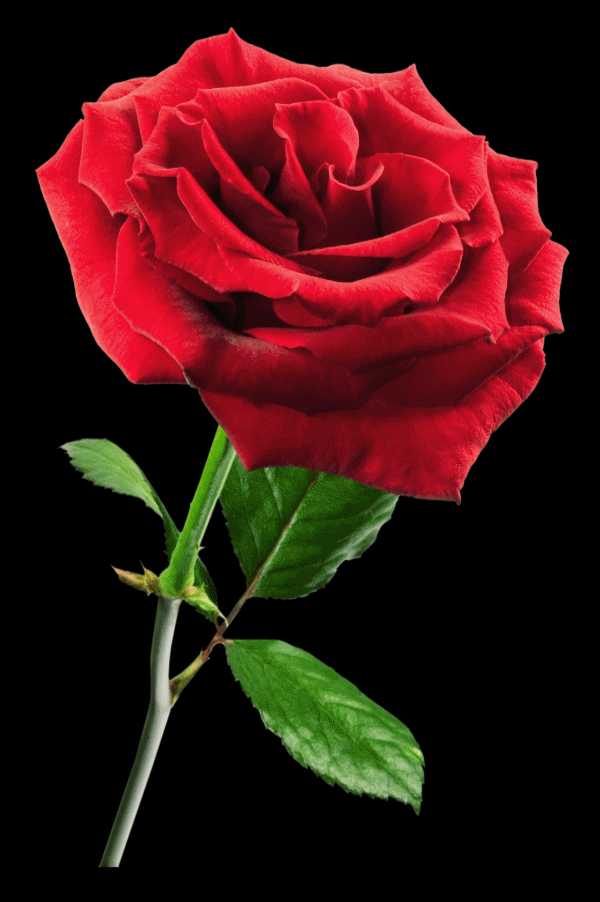 Красивые розы. Розы анимация. Красивые красные розы. Розы для тебя. Гиф красивые розы