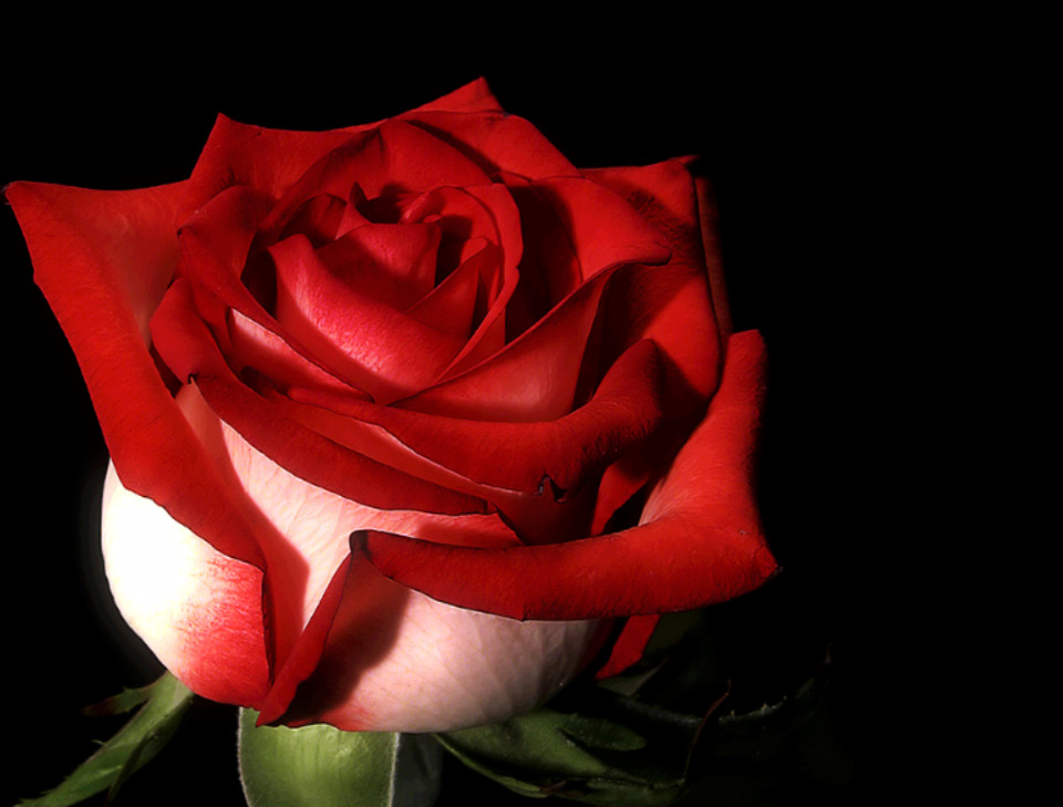 Красивая розы гиф. Красивые розы. Красные розы. Шикарные красные розы.