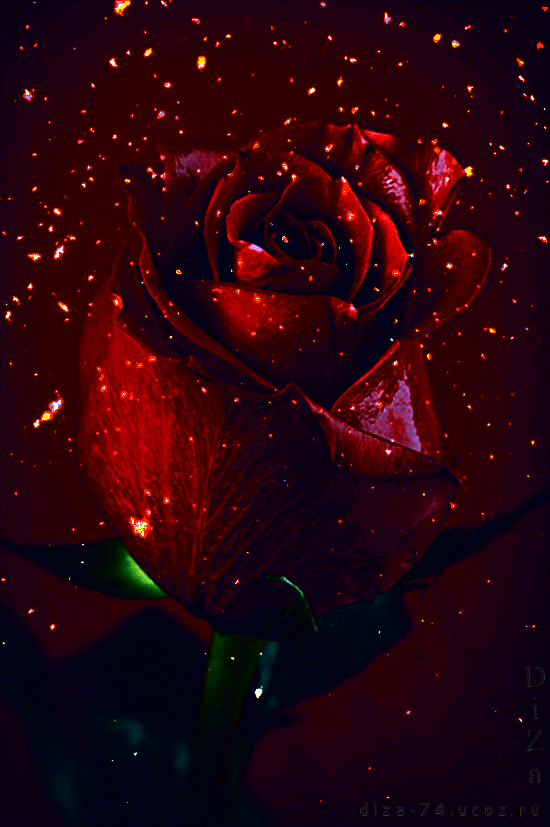 Гиф красивые розы. Красивые розы. Красные розы. Мерцающие розы. Живые розы.